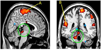 Neuromodulatory Support for Breathing and Cardiovascular Action During Development